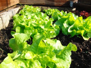 Blattsalat im Beet Blattsalat im Beet