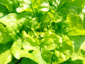 Blick in den Blattsalat Blick in den Blattsalat