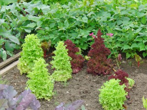 Salatpyramiden Salatpyramiden
