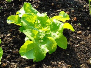 Junger Blattsalat im Beet Junger Blattsalat im Beet
