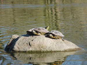 Drei Schildgröten auf Stein im See Drei Schildgröten auf Stein im See