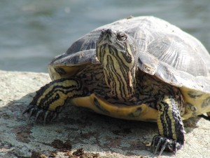 Harry die Rotwangen-Schmuckschildkröte Harry die Rotwangen-Schmuckschildkröte