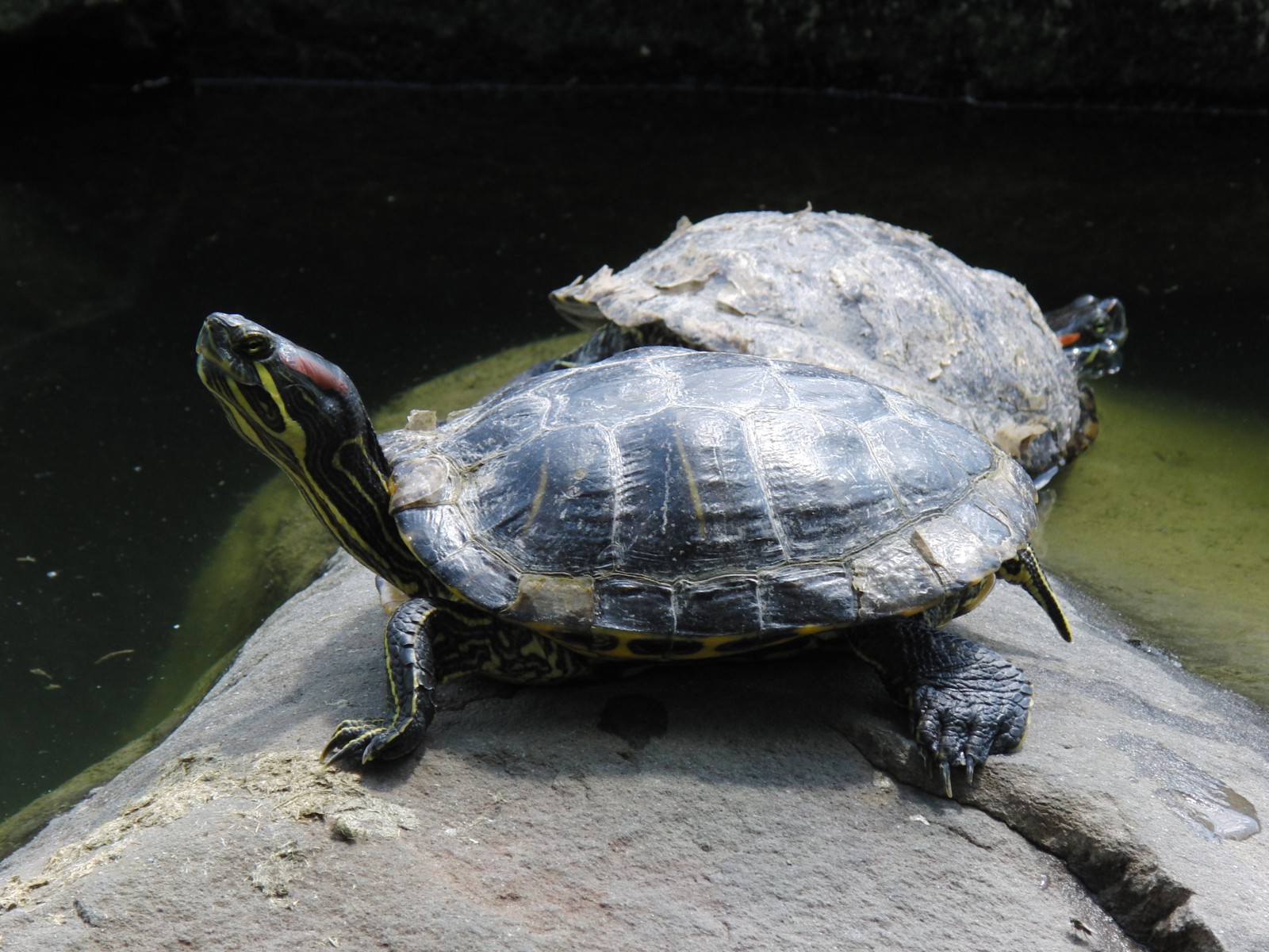 Rotwangenschildkröte Rotwangenschildkröte