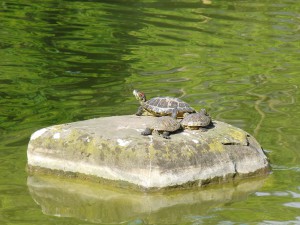 Rotwangenschildkröten beim Sonnen Rotwangenschildkröten beim Sonnen