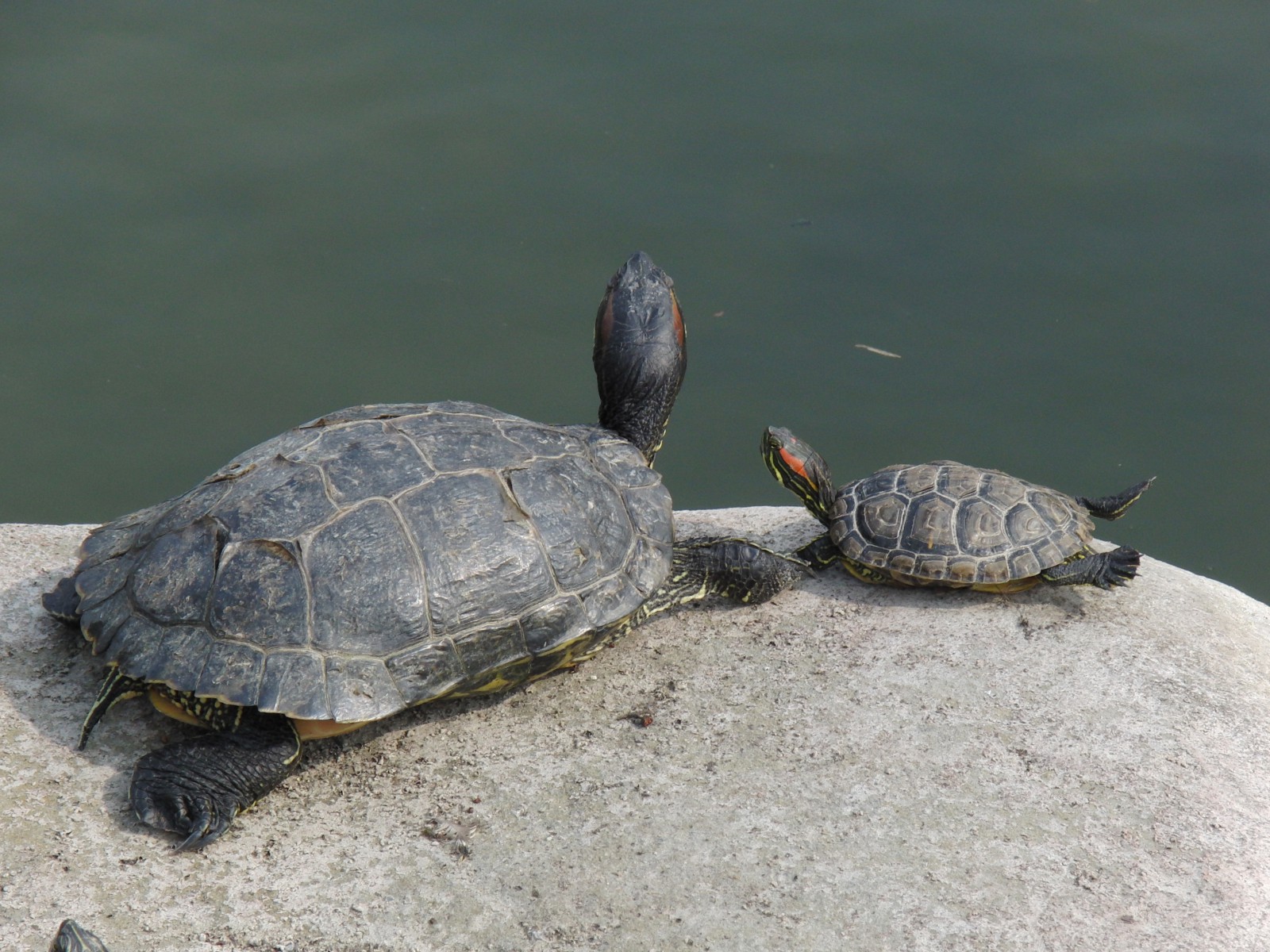 Schildgröten Senior und Junior Schildgröten Senior und Junior