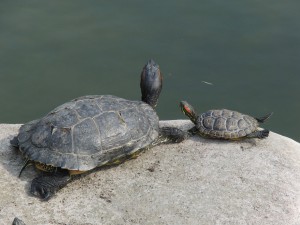 Schildgröten Senior und Junior Schildgröten Senior und Junior