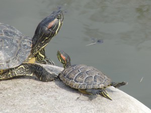 Schildgrötenpotrait von Senior und Junior Schildgrötenpotrait von Senior und Junior