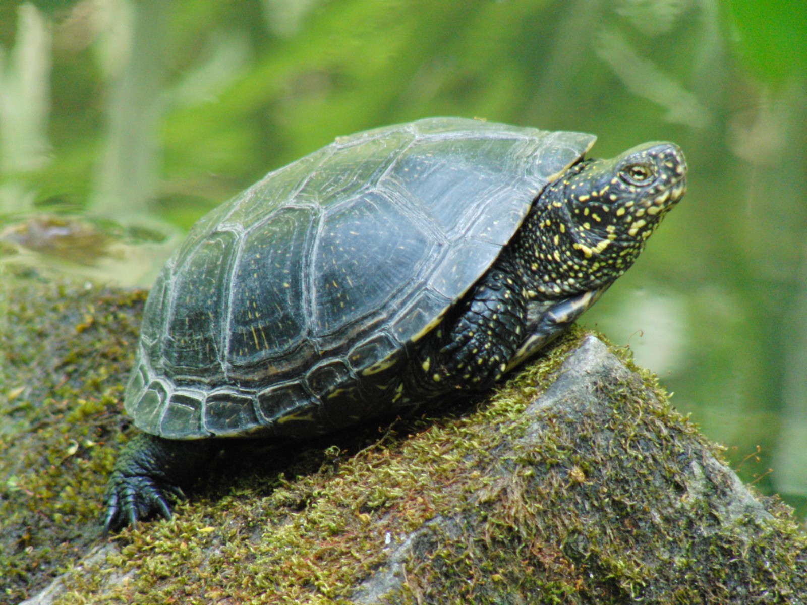Sepp die Rotwangen-Schmuckschildkröte Sepp die Rotwangen-Schmuckschildkröte