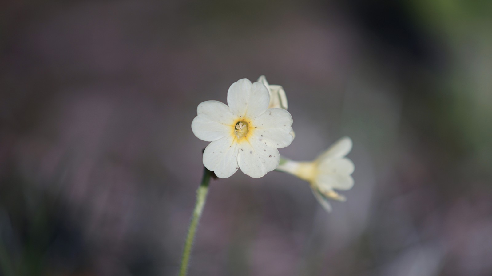 Blick in die Blüte der Schlüsselblume Blick in die Blüte der Schlüsselblume