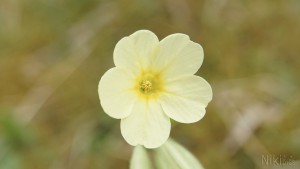 Blick in die Schlüsselblume Blick in die Schlüsselblume
