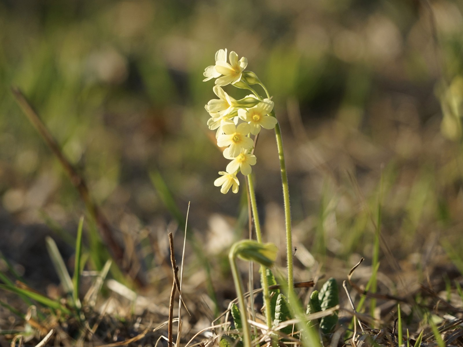 Frühlingsschlüssel Frühlingsschlüssel