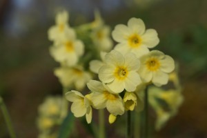 Gelbe Schlüsselblume Gelbe Schlüsselblume