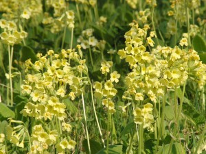 Gelbe Schlüsselblumen Gelbe Schlüsselblumen