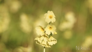 Sagenumwobene Frühlingsbotin Sagenumwobene Frühlingsbotin