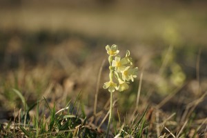 Schlüsselblümchen Schlüsselblümchen