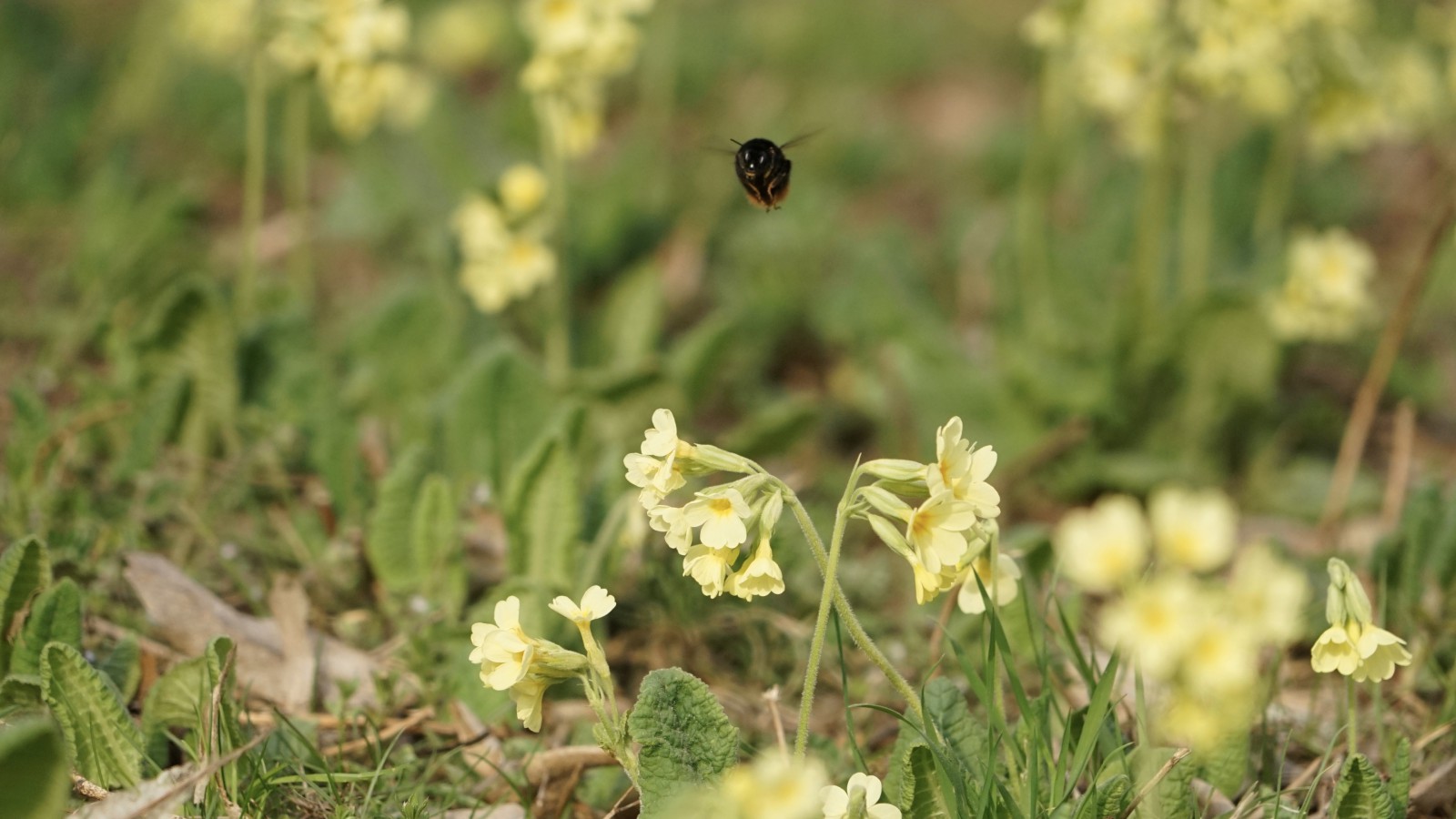 Schlüßelblumen und Hummel  Schlüßelblumen und Hummel
