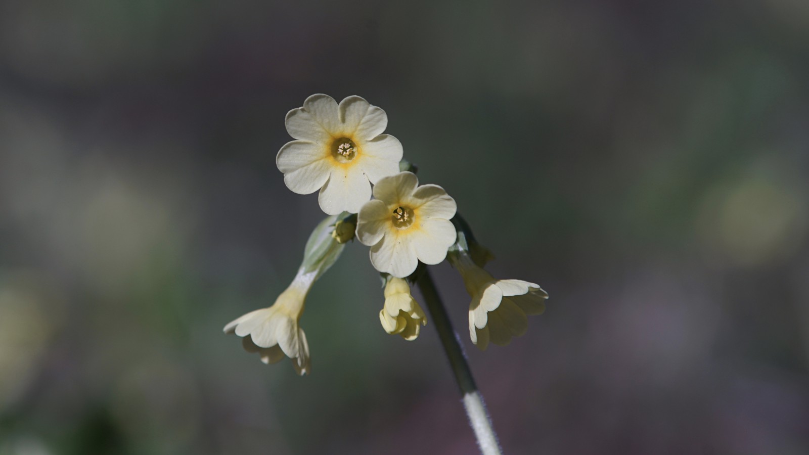 Schlüsselblumenblüten Schlüsselblumenblüten