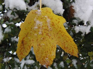  Ahornblatt mit Schnee
