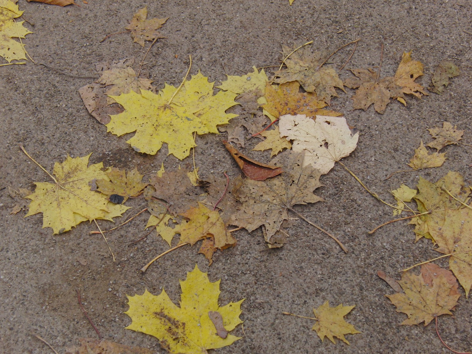 Ahornlaub am Boden Ahornlaub am Boden