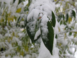 Blätter mit Schnee