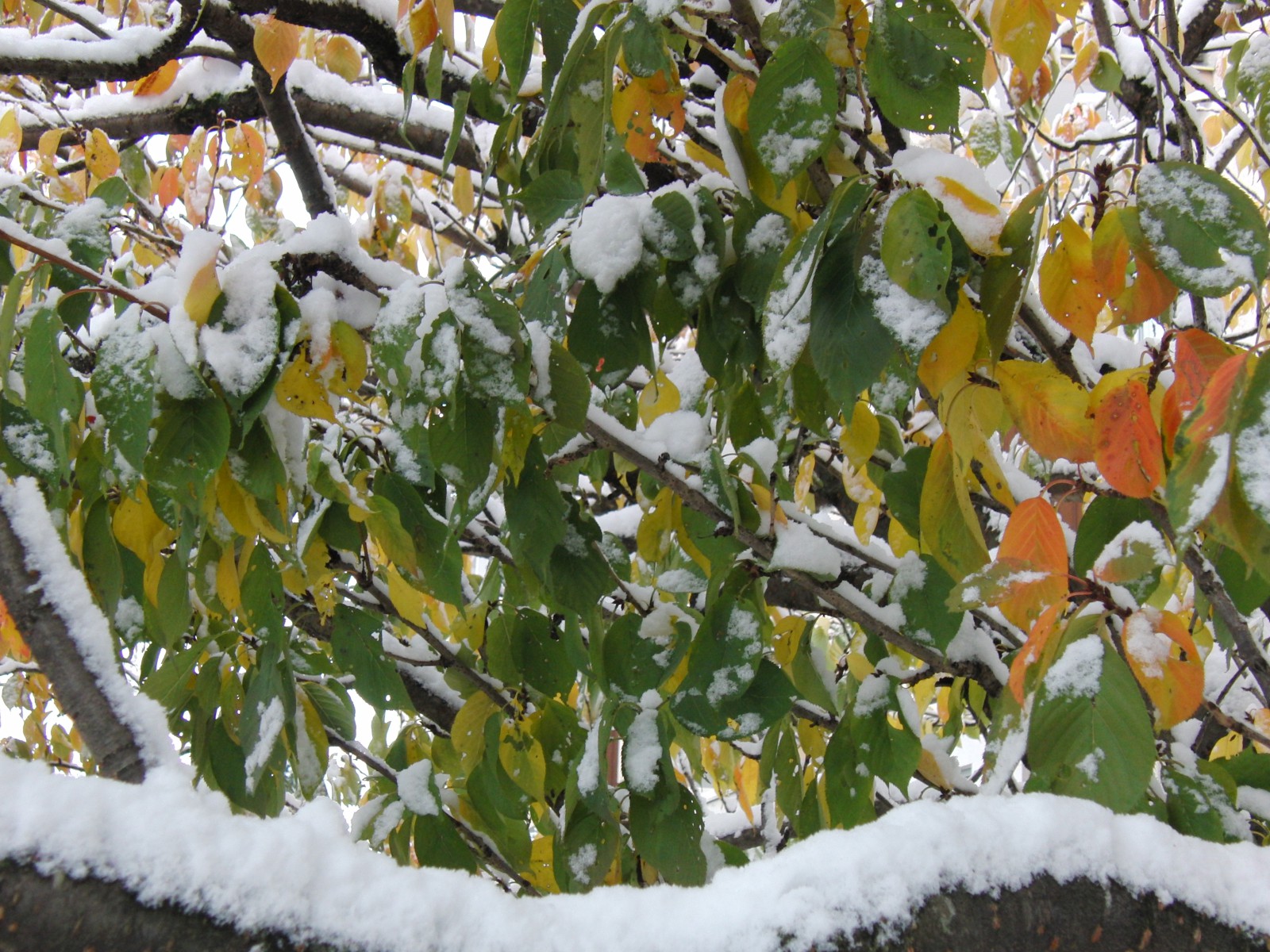 Erster Schnee im Herbstbaum Erster Schnee im Herbstbaum
