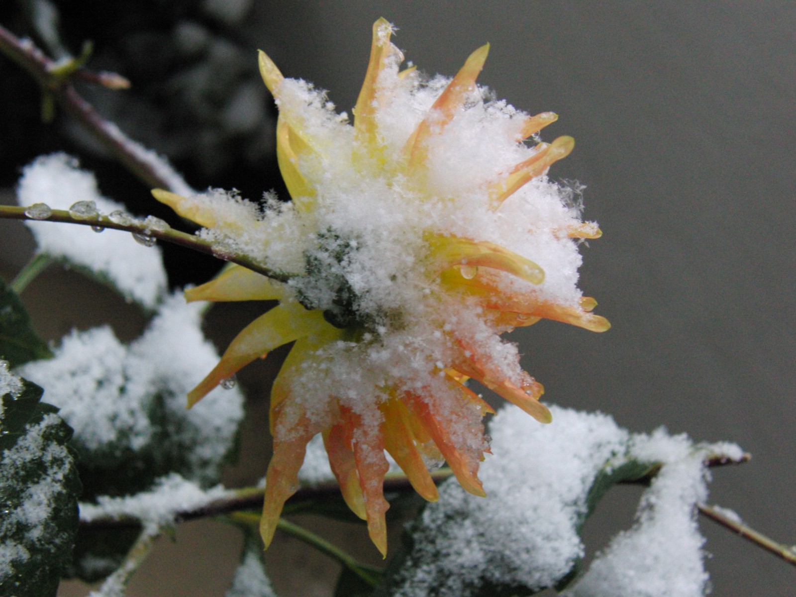 Herbstblume mit Schneehaube Herbstblume mit Schneehaube