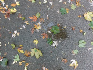 Herbstlaub auf nassen Weg