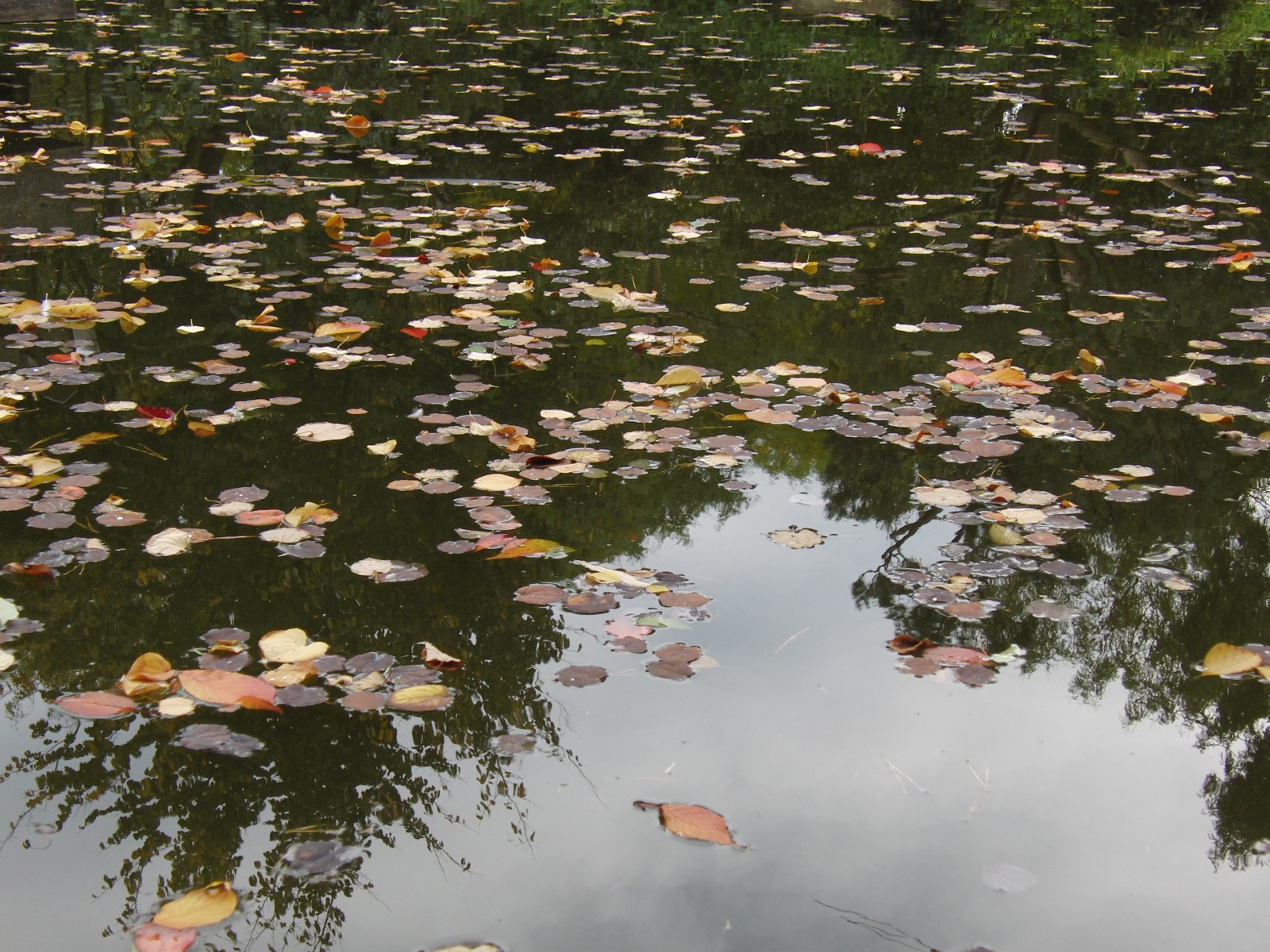 Herbstlaub im Wasser 1 Herbstlaub im Wasser 1