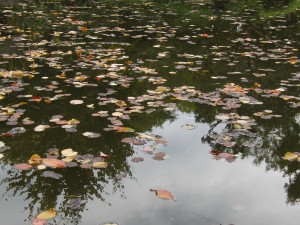 Herbstlaub im Wasser 1