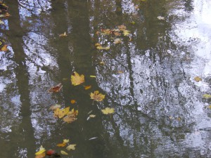 Herbstlaub im Wasser