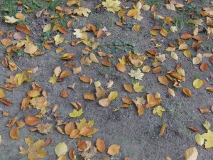Laub auf grauen Weg