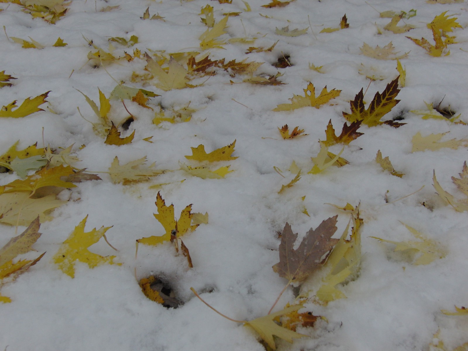 Laub im ersten Schnee Laub im ersten Schnee