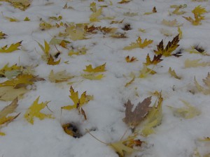 Laub im ersten Schnee