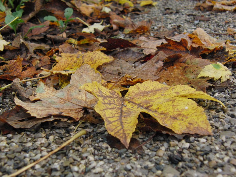  Nasses Ahornblatt am Weg