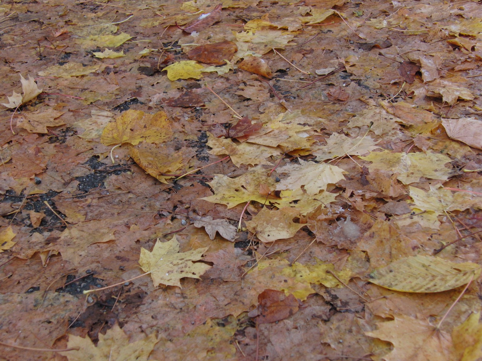 Nasses Weg mit braunen Laub Nasses Weg mit braunen Laub