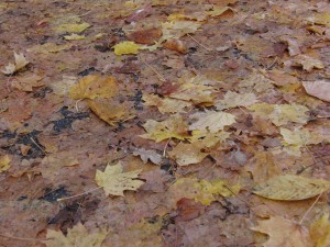 Nasses Weg mit braunen Laub