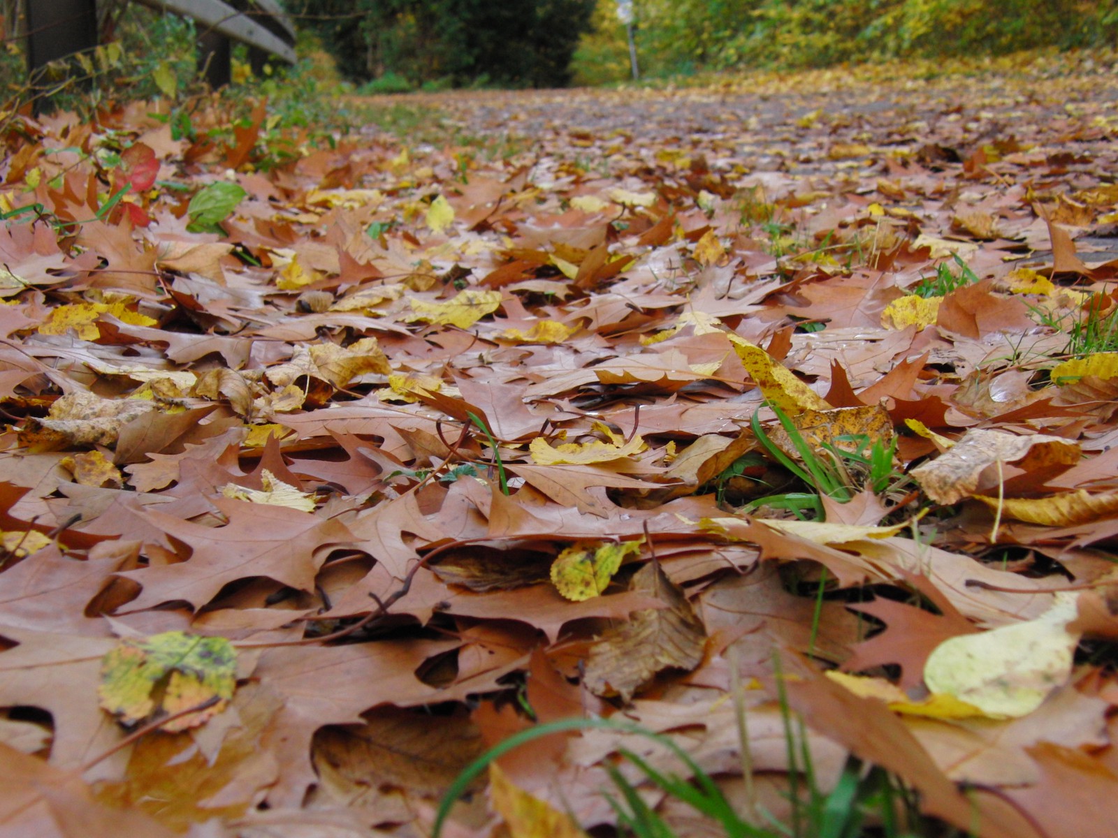 Nasses Laub auf Radweg Nasses Laub auf Radweg