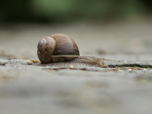 Auf der Suche Auf der Suche