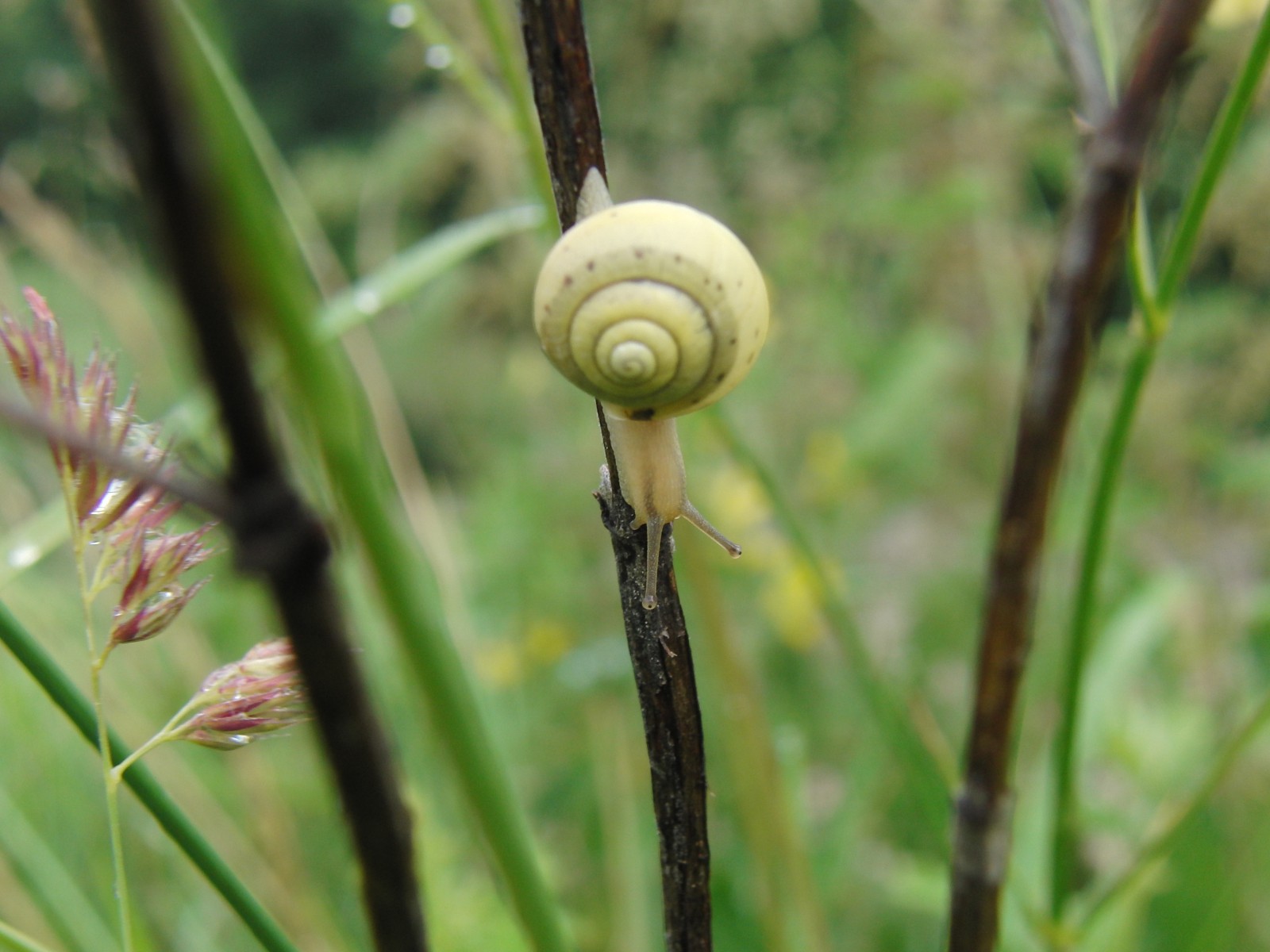Babyschnecke am Pflanzenstängel Babyschnecke am Pflanzenstängel