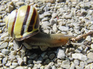 Bänderschnecke auf Steinweg Bänderschnecke auf Steinweg