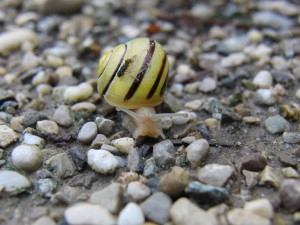 Bänderschnecke auf steinigen Weg Bänderschnecke auf steinigen Weg