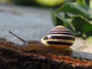 Bänderschnecke (Molluske) Bänderschnecke (Molluske)