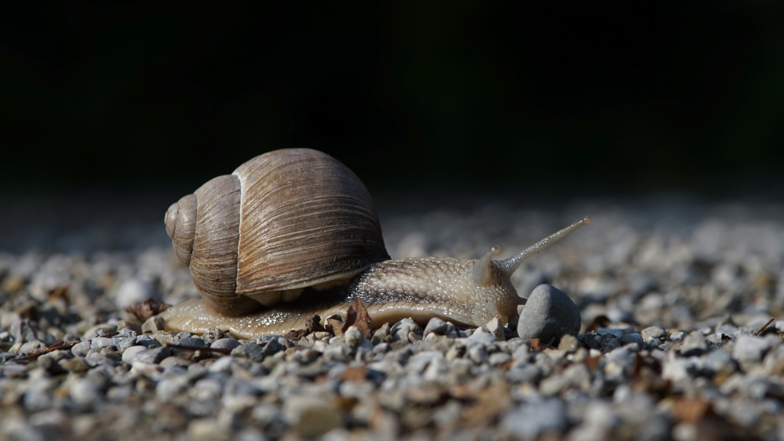 Da ist ein Stein im Weg Da ist ein Stein im Weg