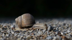 Da ist ein Stein im Weg Da ist ein Stein im Weg
