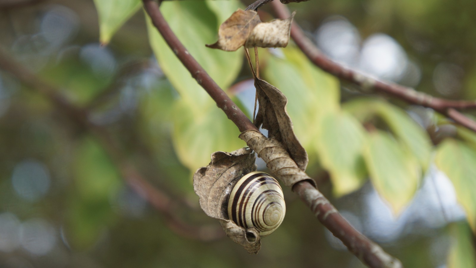Eingerollt  Eingerollt