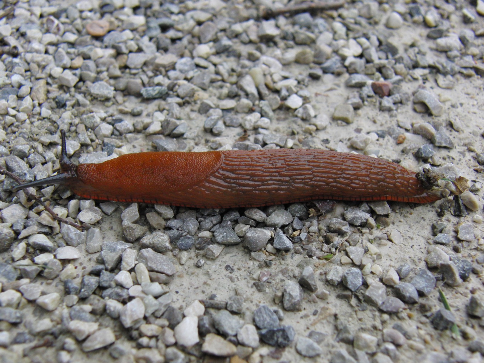 Nacktschnecke Schorsch Nacktschnecke Schorsch