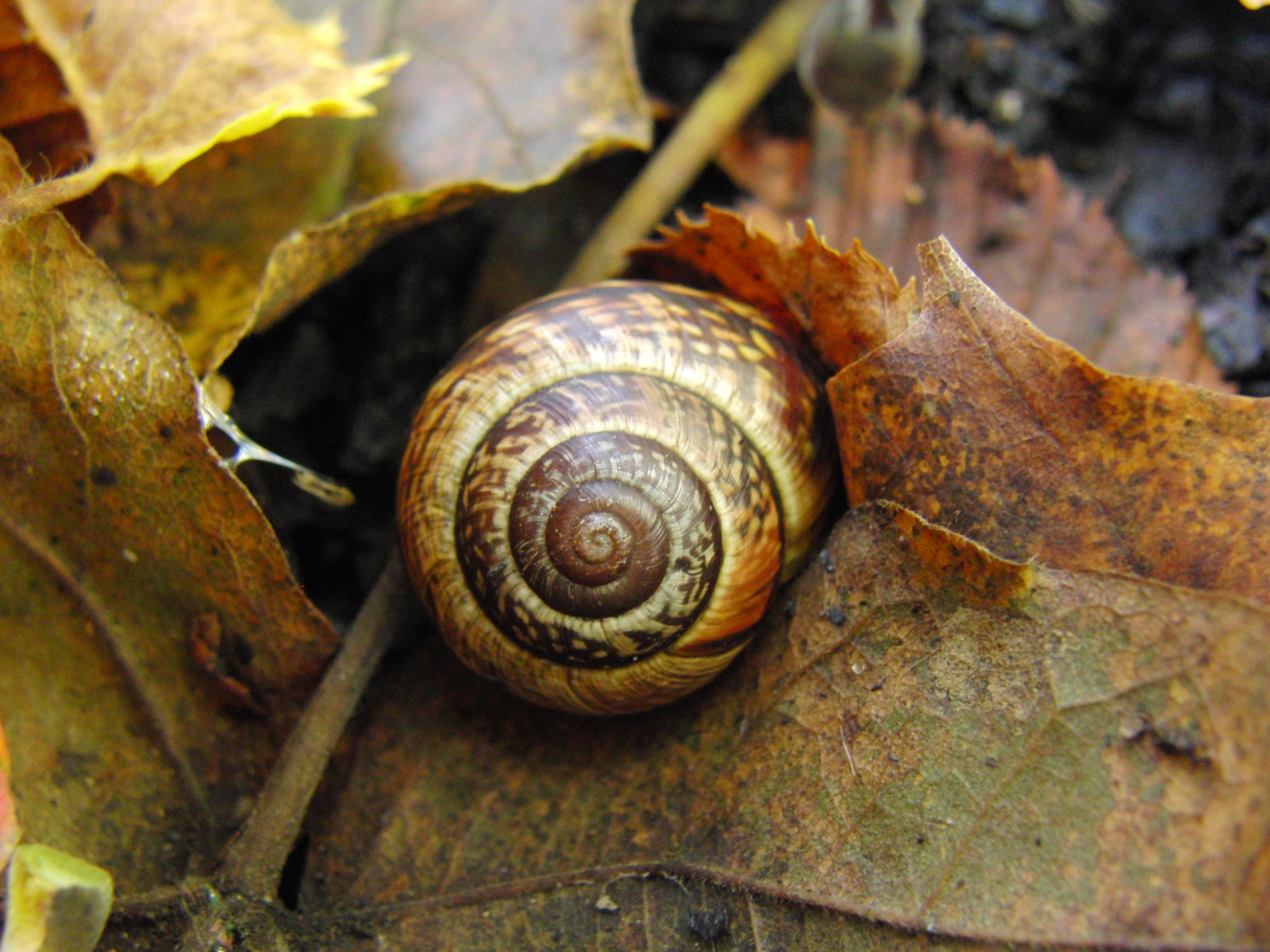 Schnecke im Herbstlaub Schnecke im Herbstlaub
