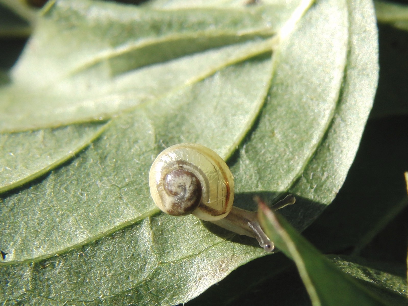 Schneckenbaby Schneckenbaby