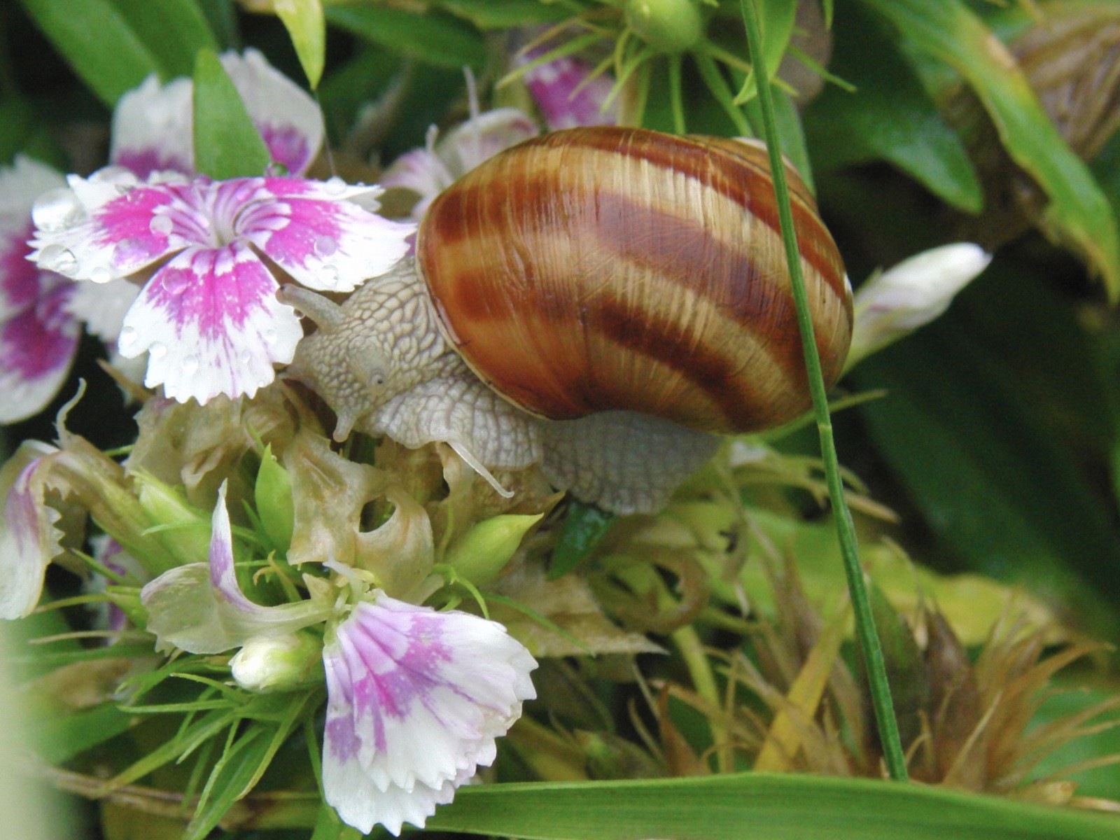 Schneckenblick Schneckenblick