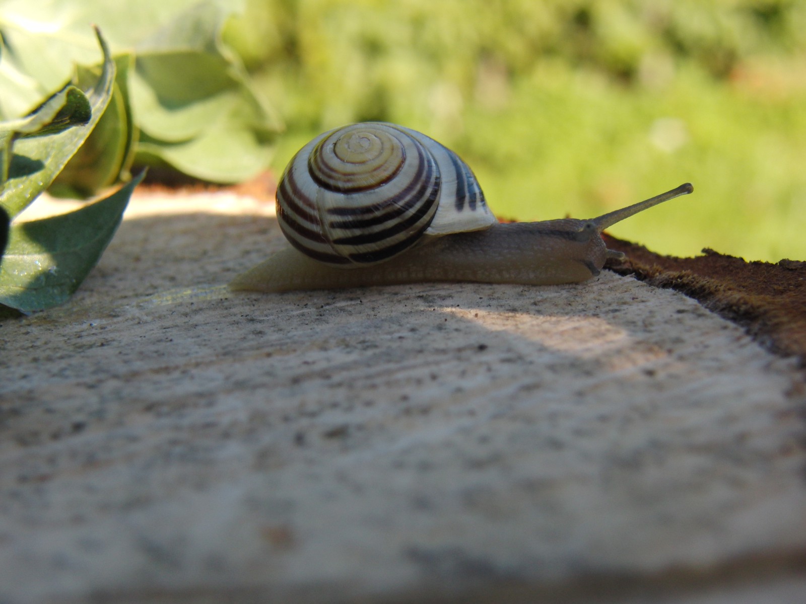 Schneckenchecker Schneckenchecker